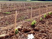 100% de réussite pour cette plantation d’Ugni blanc clones 485 et 486 sur SO4 format traditionnel, gamme ForcePLANT de 5,5 hectares près de Cognac ! Bravo à...