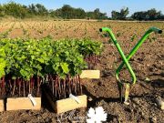 Plantation de vignes mères des dernières sélections ENTAV INRA de Vermentino, Colombard, Piquepoul blanc et Terret blanc, sur une parcelle proche de notre...