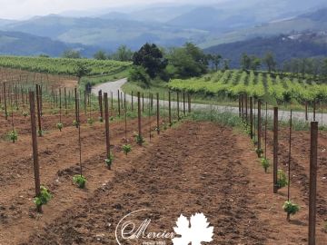 Belle plantation de Pinot Noir 115 sur 5BB, format traditionnel racines nues de la gamme ForcePLANT, dans les paysages imprenables de la Lombardie en Italie....