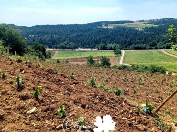 Plantation insolite en terrasses sur 5 niveaux, de Chardonnay format traditionnel, gamme ForcePLANT en Mercurey Village climat « Les Rochelles ». Pour ce...