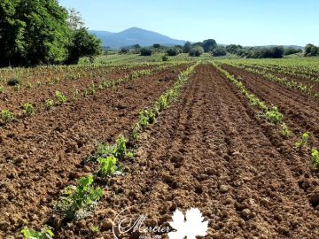 Plantation manuelle de Cabernet Franc 214 sur SO4 format traditionnel racines nues de la gamme ForcePLANT en appellation Toscana IGT Rosso à Bibbona en...