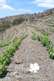 Les Espagnols témoignent d’un réel intérêt pour les variétés résistantes. Les vignerons de catalogne viennent de nous confier la plantation d’une parcelle...