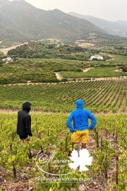 Pour la sauvegarde du patrimoine viticole d’un de nos fidèles clients, des experts sélection Mercier-Novatech ont parcouru le vignoble Corse à la recherche...