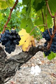 Pour la sauvegarde du patrimoine viticole d’un de nos fidèles clients, des experts sélection Mercier-Novatech ont parcouru le vignoble Corse à la recherche...