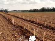 100% de réussite pour cette plantation d’Ugni blanc clones 485 et 486 sur SO4 format traditionnel, gamme ForcePLANT de 5,5 hectares près de Cognac ! Bravo à...